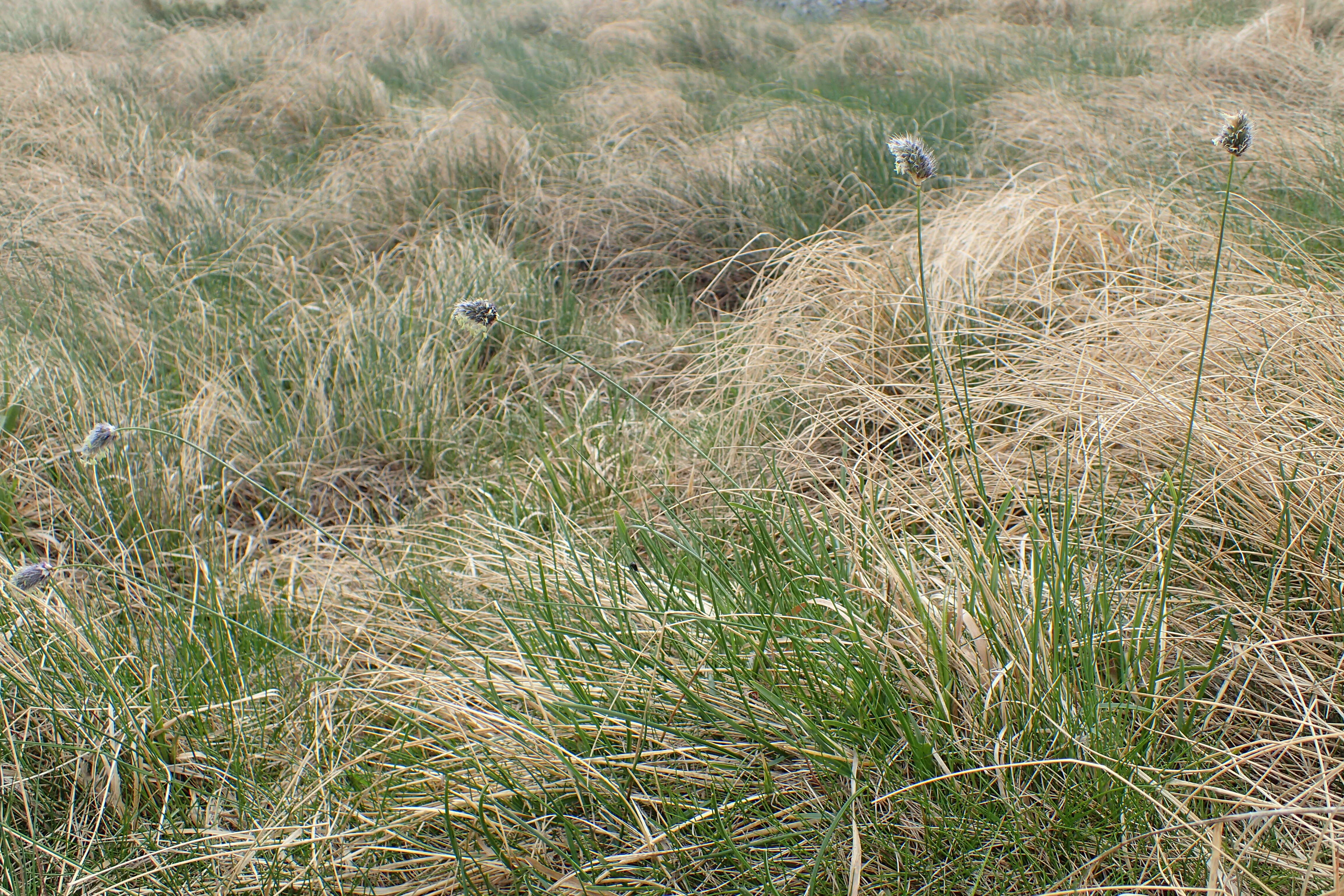 Image of blue moor grass