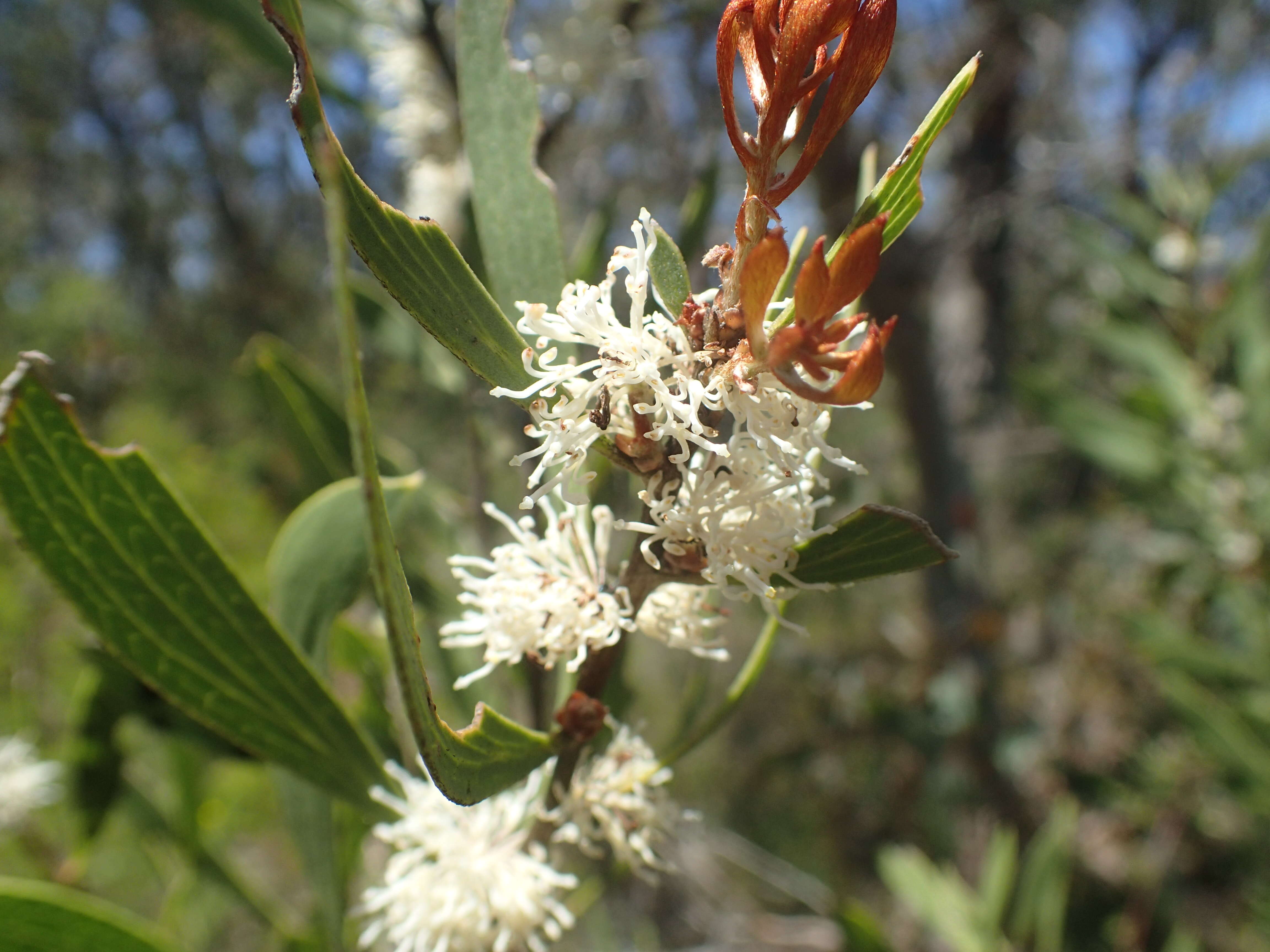 Imagem de Hakea laevipes Gand.