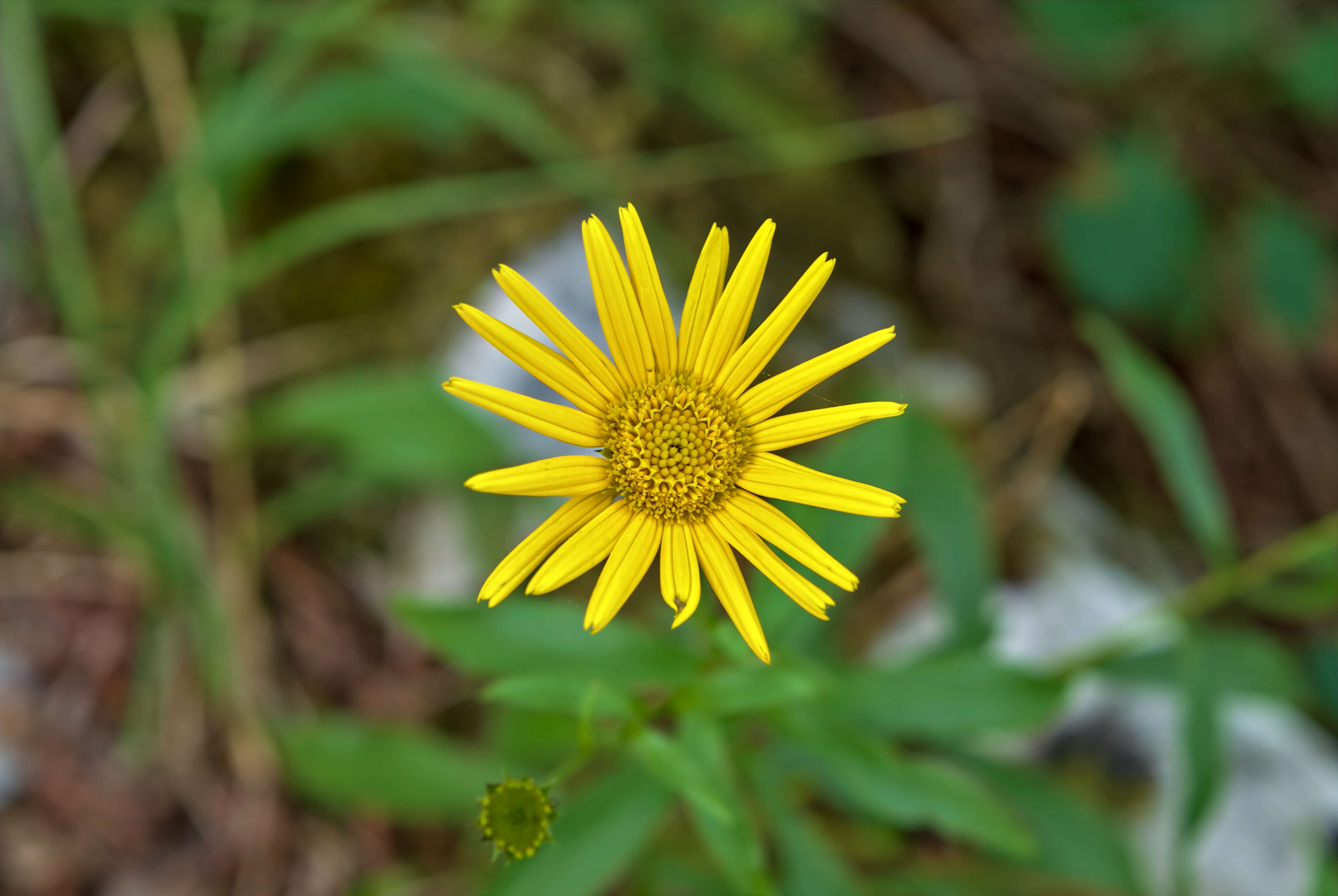 Imagem de Doronicum orientale Hoffm.