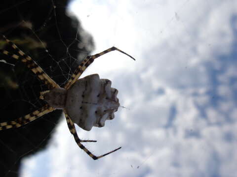 Image of Argiope lobata (Pallas 1772)