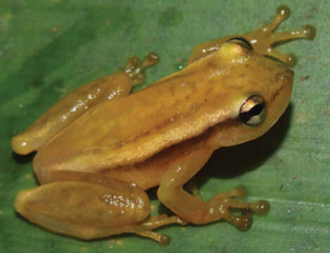 Image of Phyllodytes wuchereri (Peters 1873)