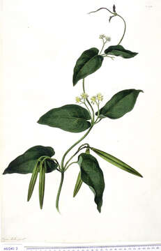 Image of Parsonsia velutina R. Br.