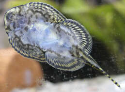 Image of Reticulated hillstream loach