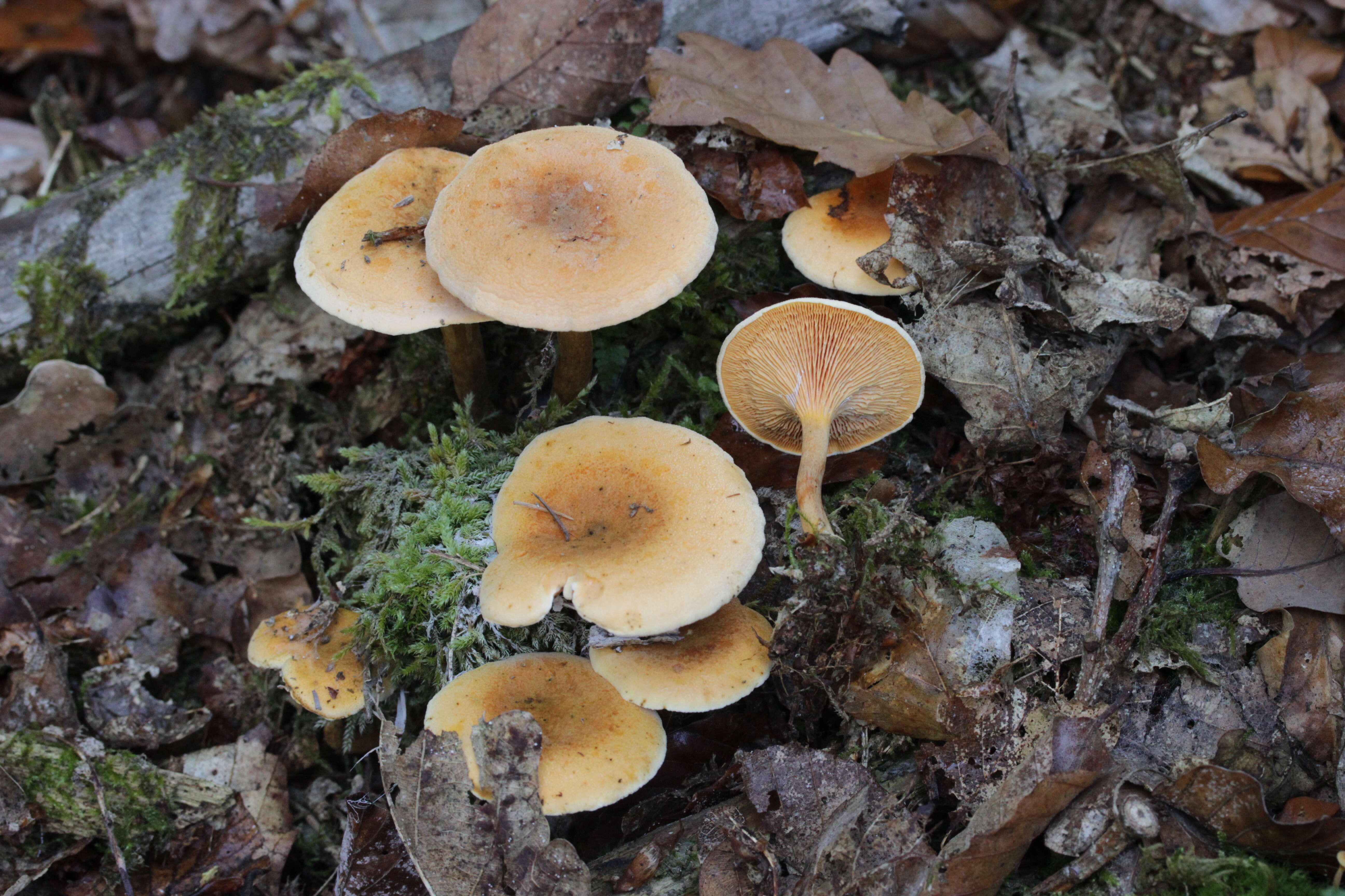 Imagem de Hygrophoropsis aurantiaca (Wulfen) Maire 1921