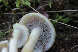 Image of Hypholoma capnoides (Fr.) P. Kumm. 1871