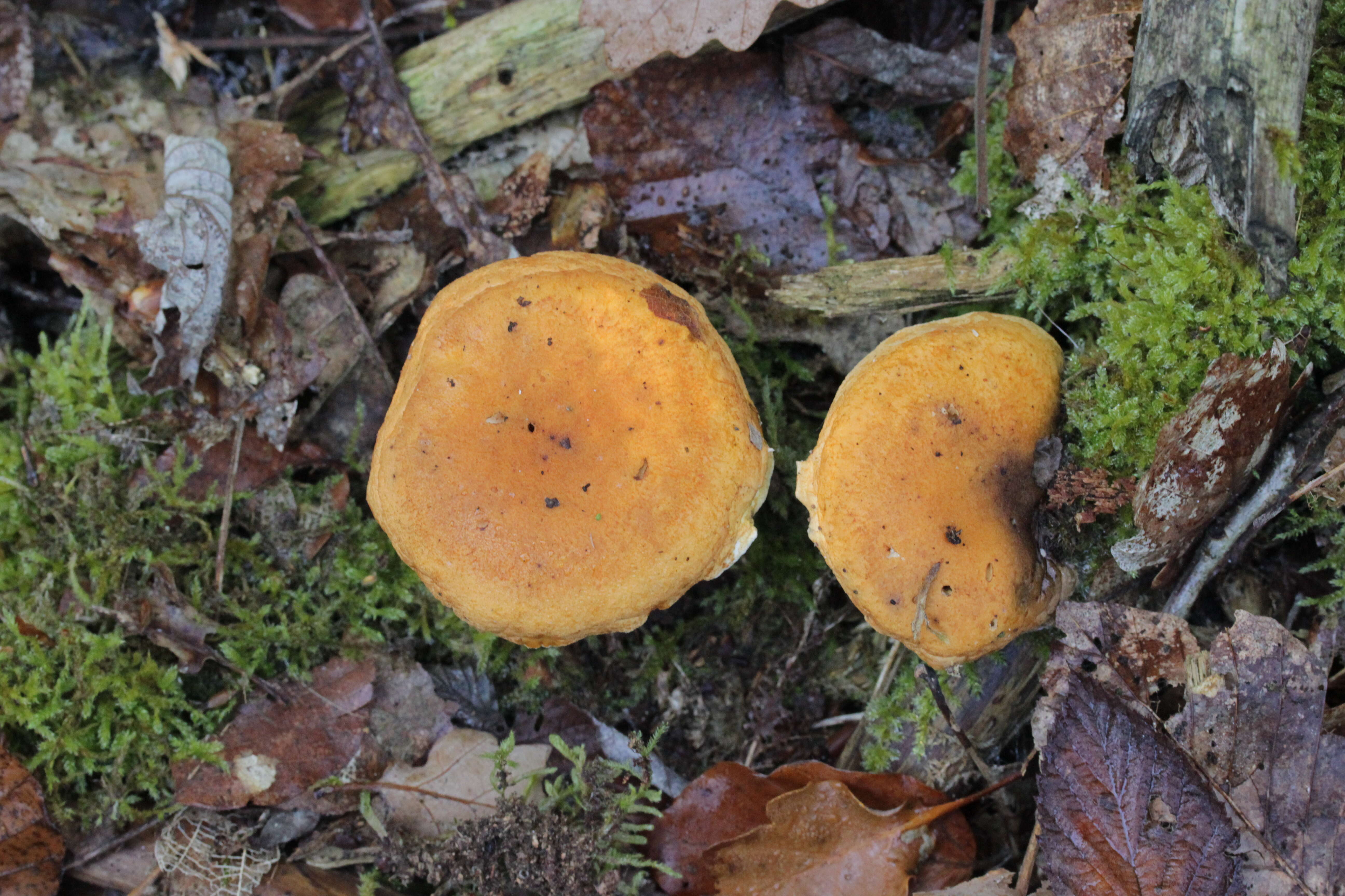 Imagem de Hygrophoropsis aurantiaca (Wulfen) Maire 1921