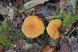 Imagem de Hygrophoropsis aurantiaca (Wulfen) Maire 1921