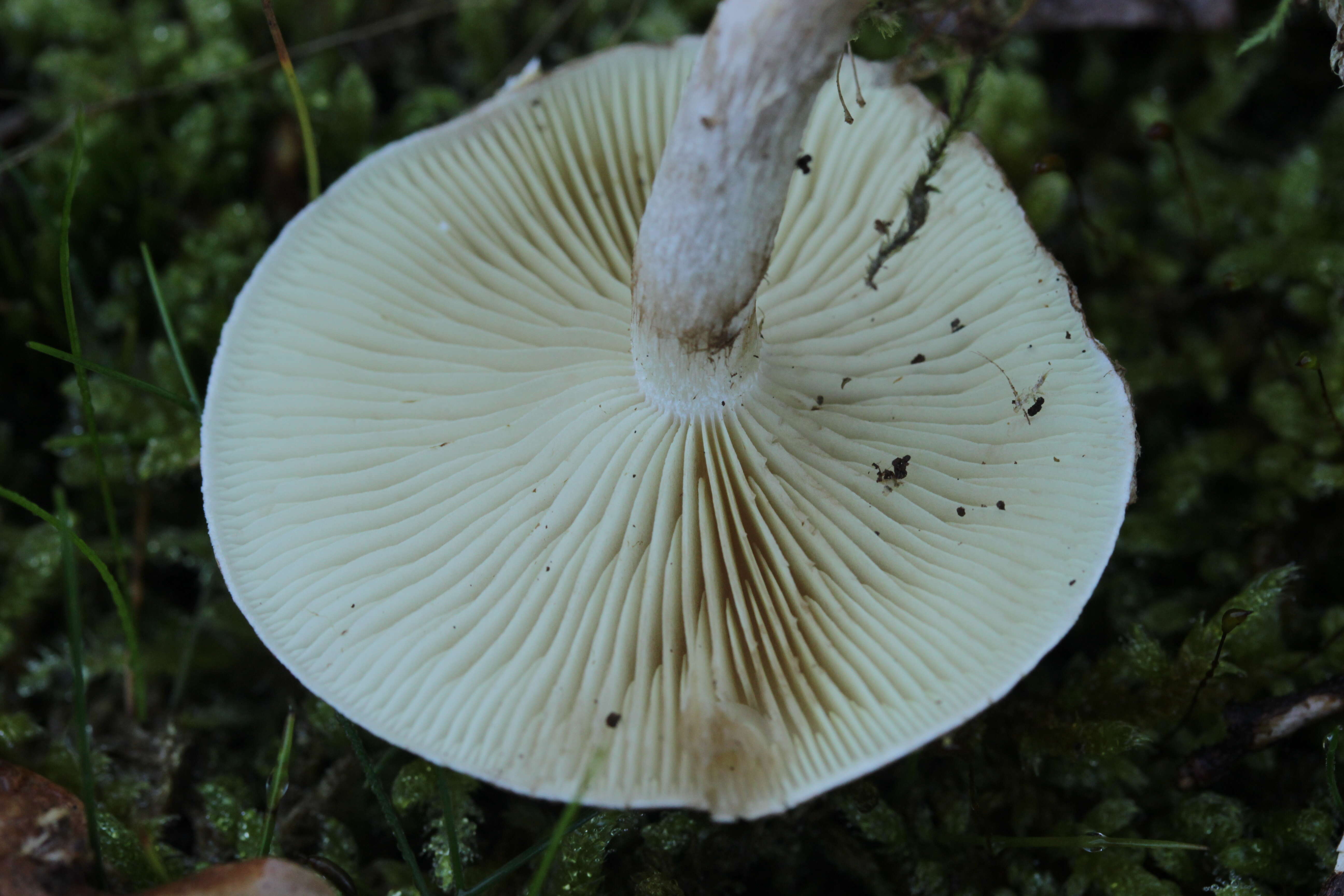 Image of Pholiota gummosa (Lasch) Singer 1951