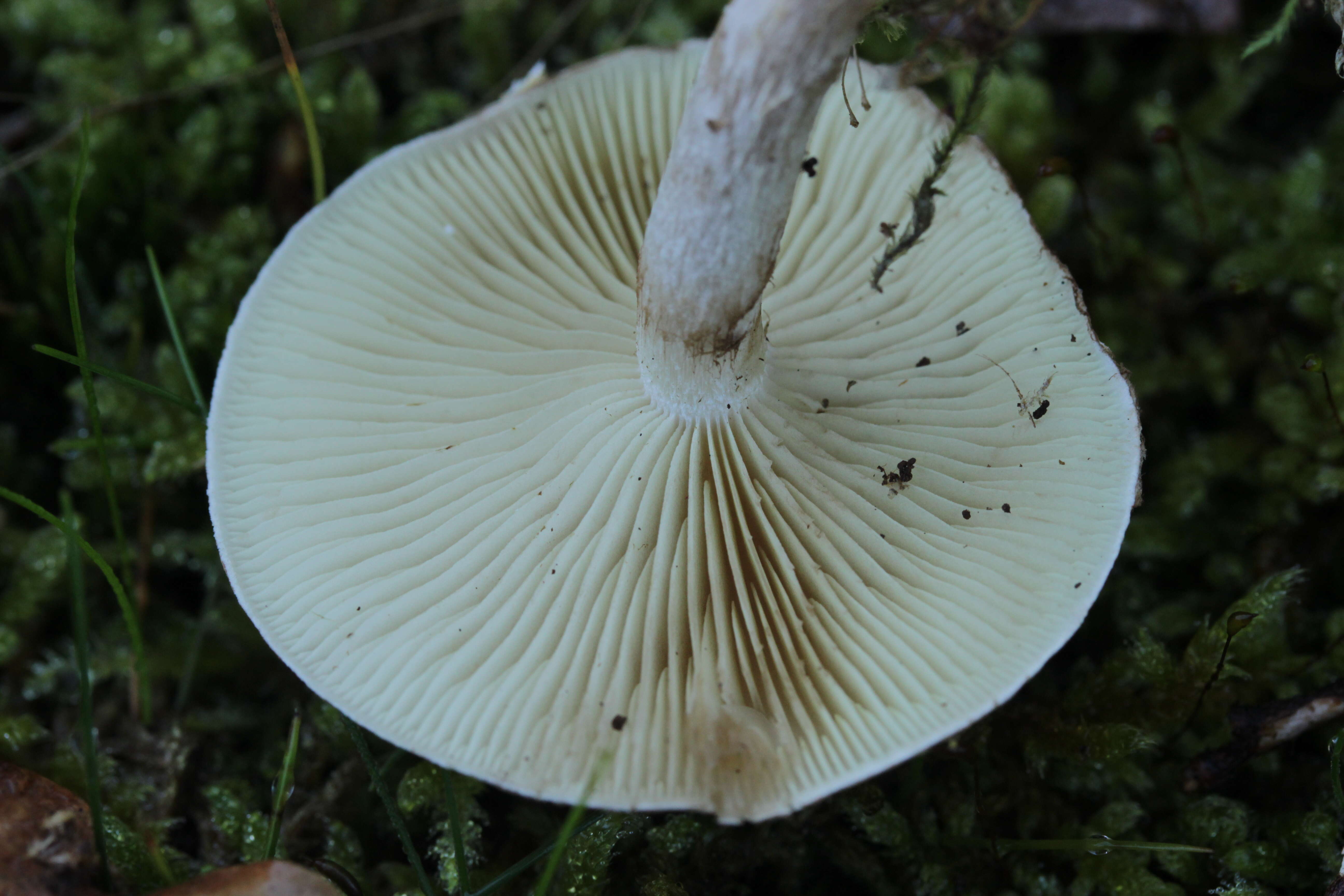 Image of Pholiota gummosa (Lasch) Singer 1951