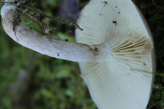 Image of Pholiota gummosa (Lasch) Singer 1951