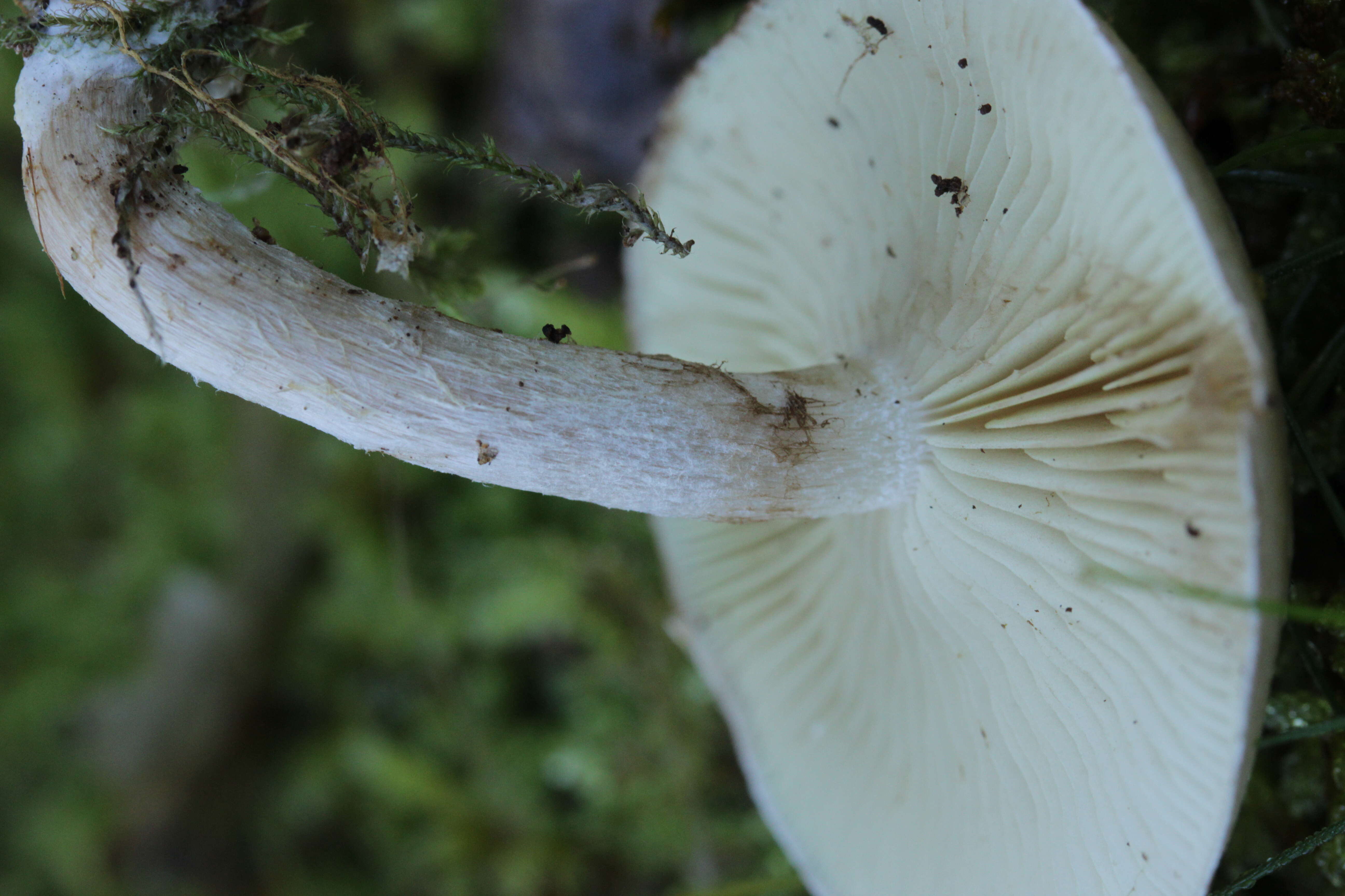 Image of Pholiota gummosa (Lasch) Singer 1951