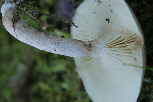 Image of Pholiota gummosa (Lasch) Singer 1951