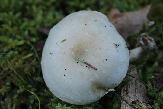 Image of Pholiota gummosa (Lasch) Singer 1951