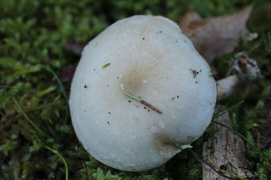 Image of Pholiota gummosa (Lasch) Singer 1951