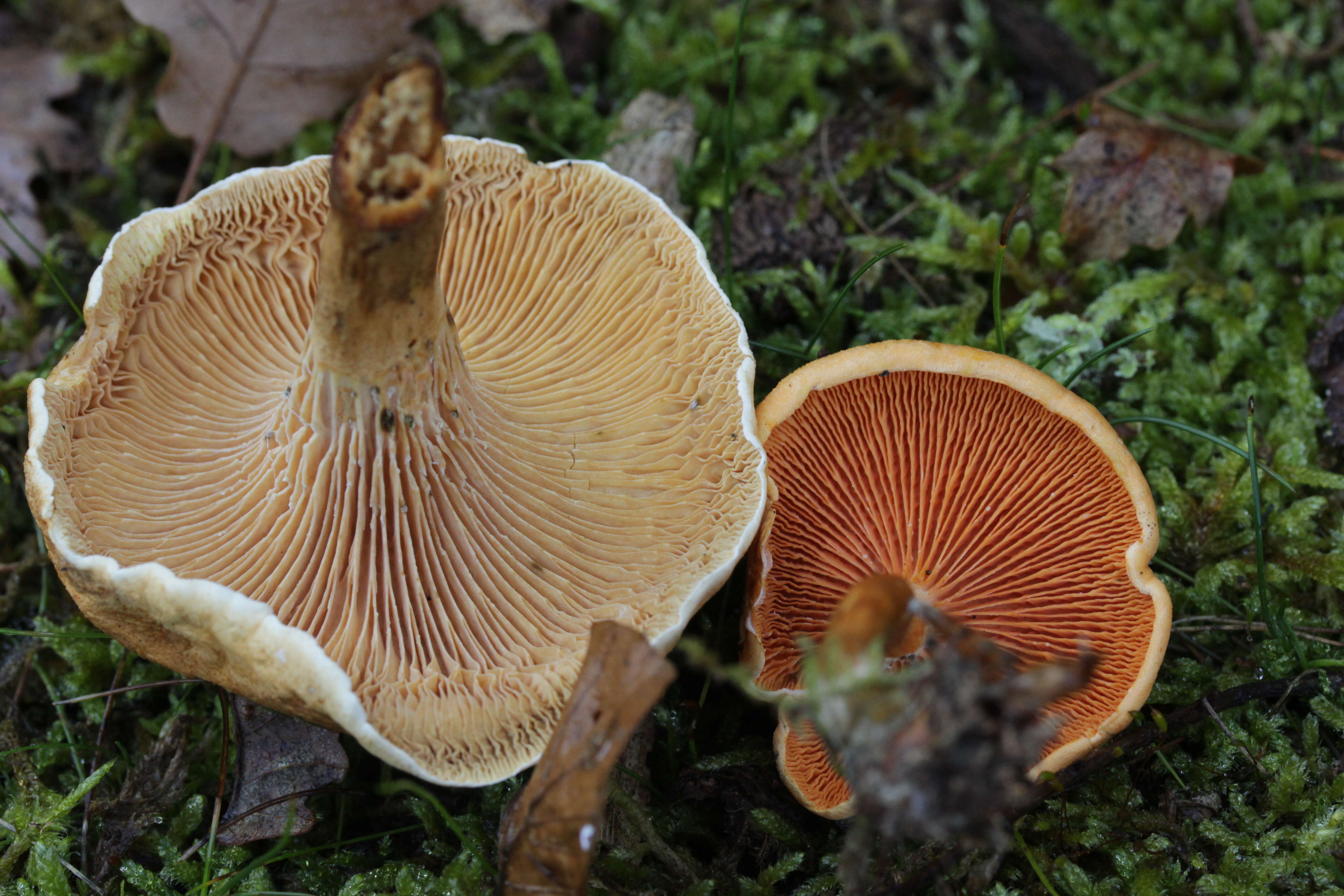 Image of Hygrophoropsis aurantiaca (Wulfen) Maire 1921