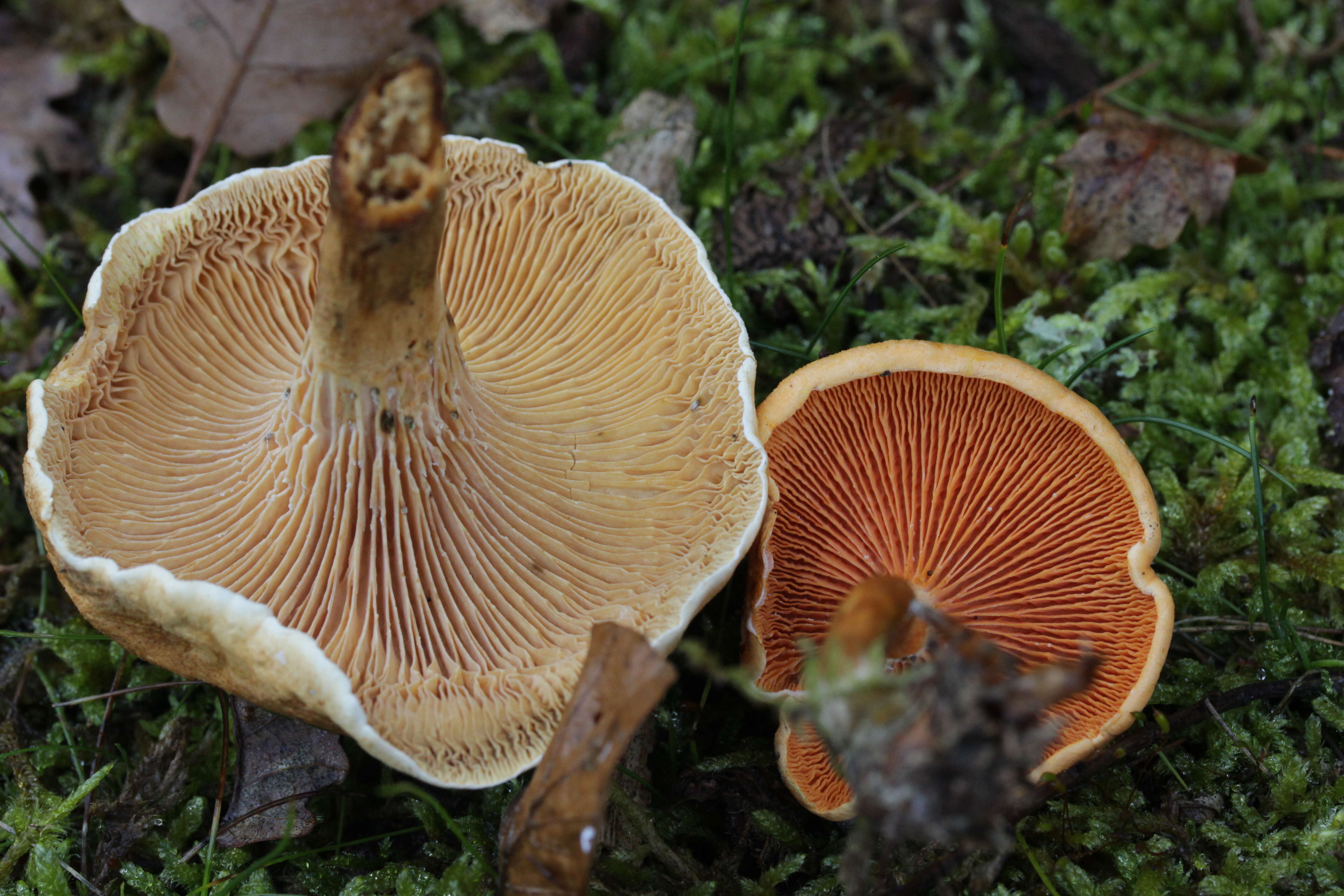 Image of Hygrophoropsis aurantiaca (Wulfen) Maire 1921