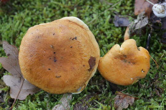 Imagem de Hygrophoropsis aurantiaca (Wulfen) Maire 1921