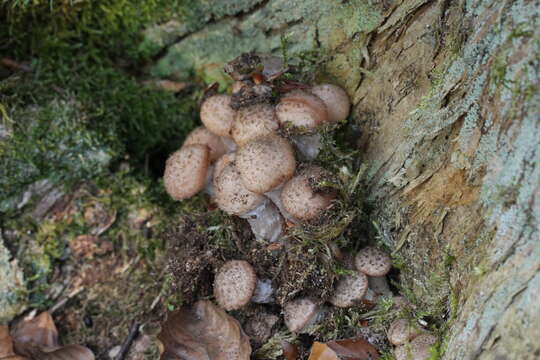 Image of Armillaria ostoyae (Romagn.) Herink 1973