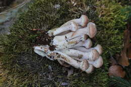 Image of Armillaria ostoyae (Romagn.) Herink 1973