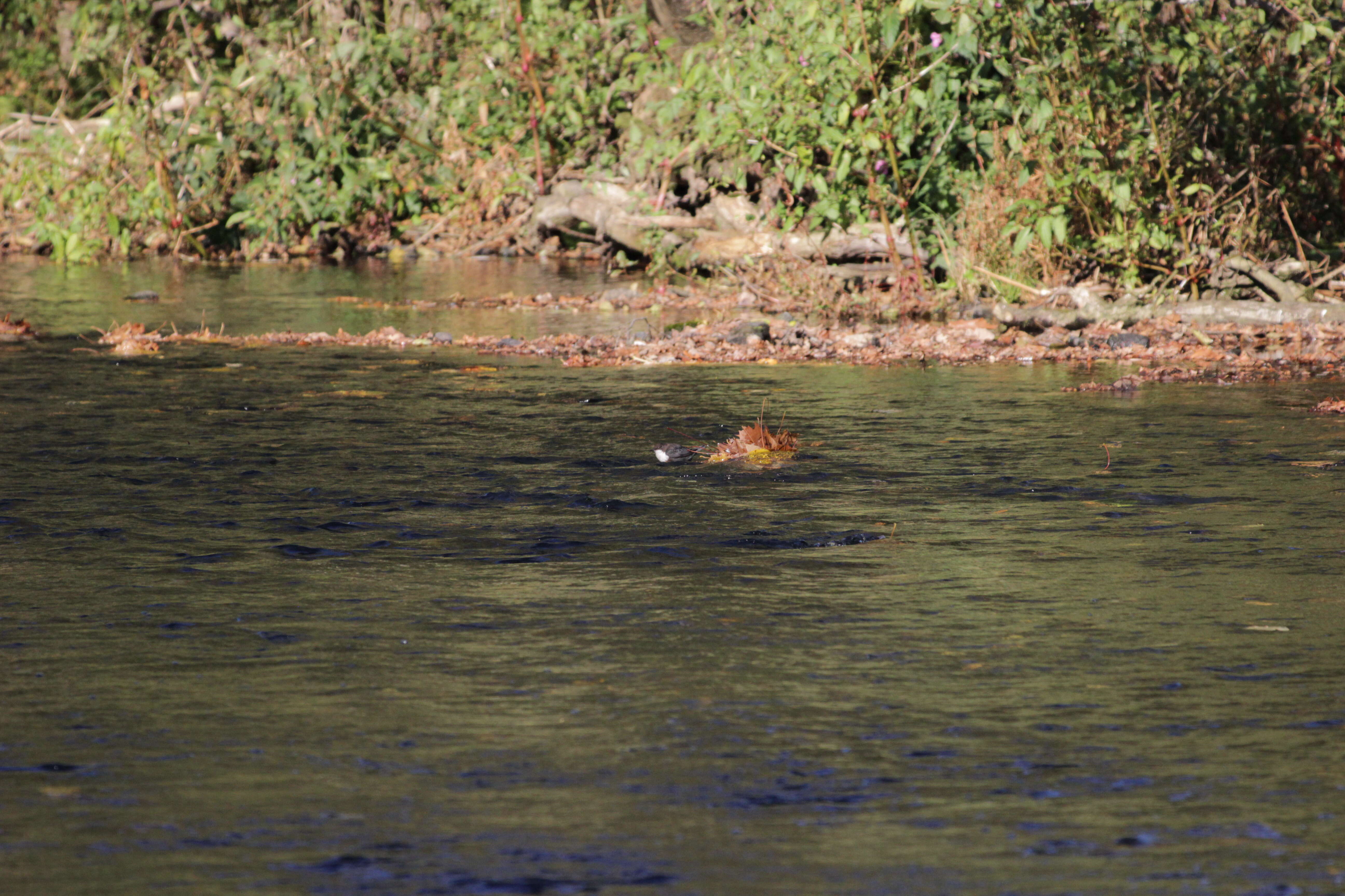 Image of Dipper