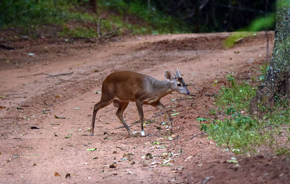 Imagem de Mazama gouazoubira (G. Fischer)