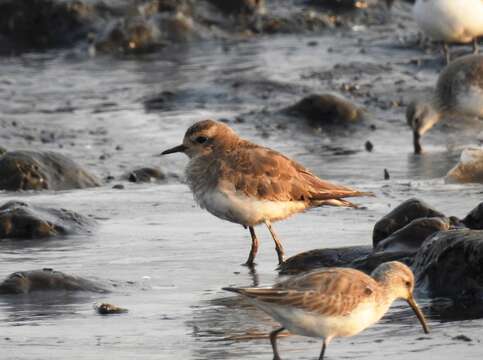 Слика од Charadrius asiaticus Pallas 1773