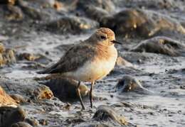 Image of Caspian Plover