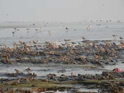 Image of Caspian Plover