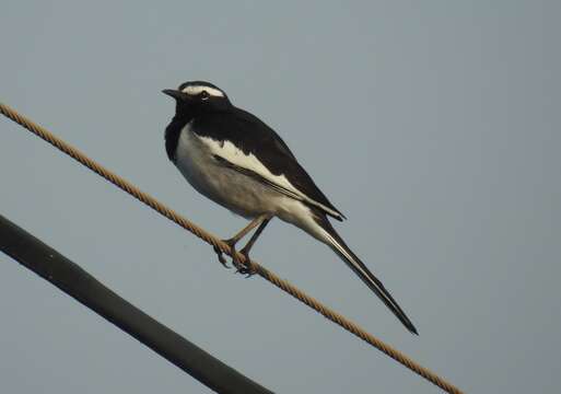 Image of White-browed Wagtail