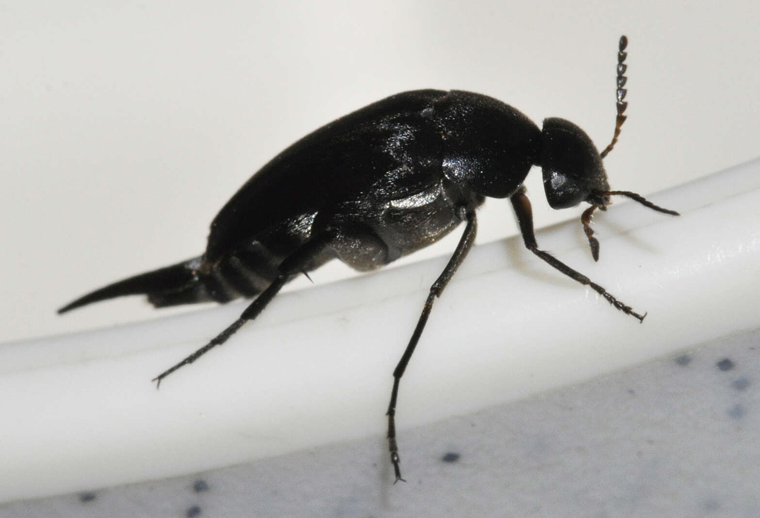 Image of Mordella aculeata