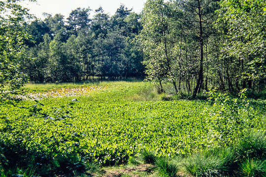 Image of bogbean