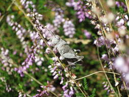 Image of blue-winged grasshopper