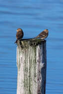 Image of Twite