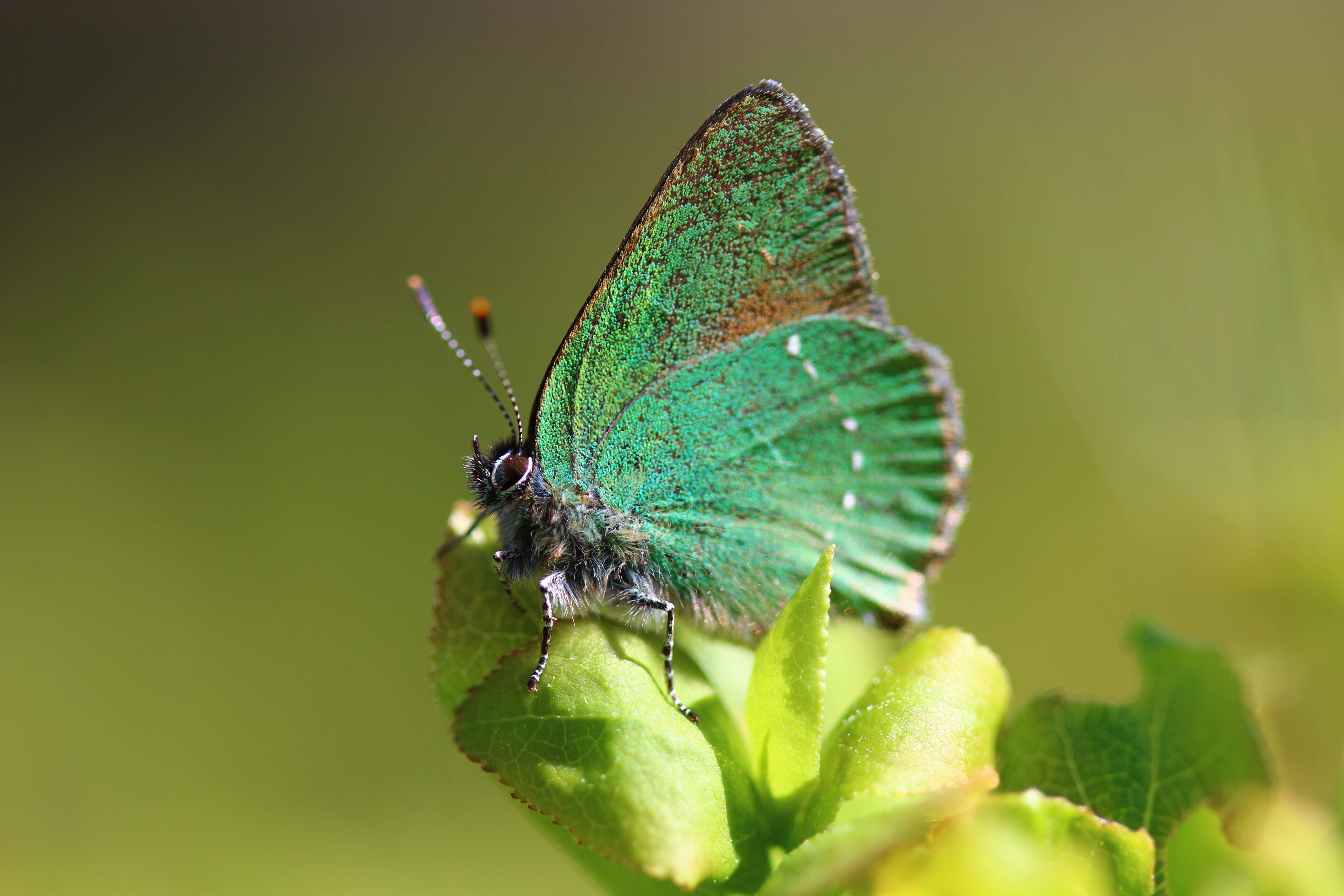 Plancia ëd Callophrys rubi (Linnaeus 1758)