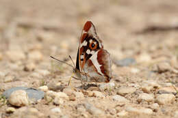 Image of purple emperor