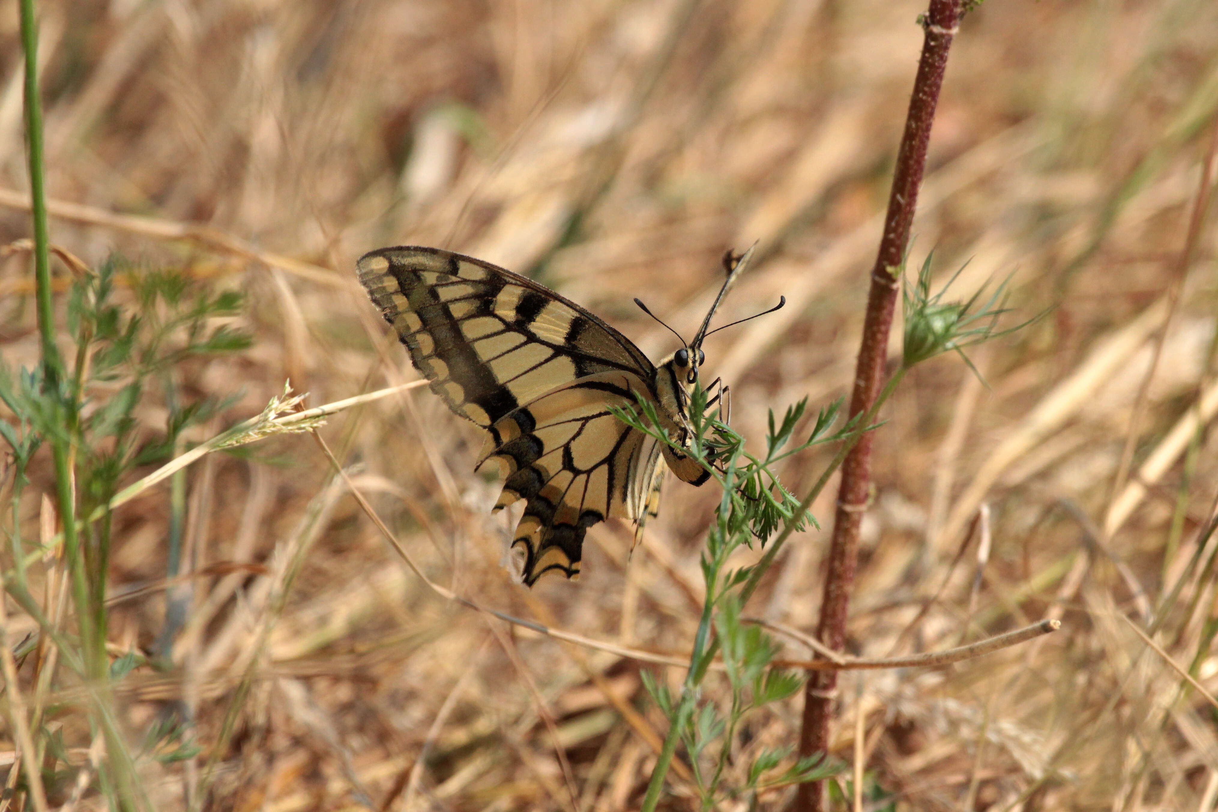 Image of Old World Swallowtail