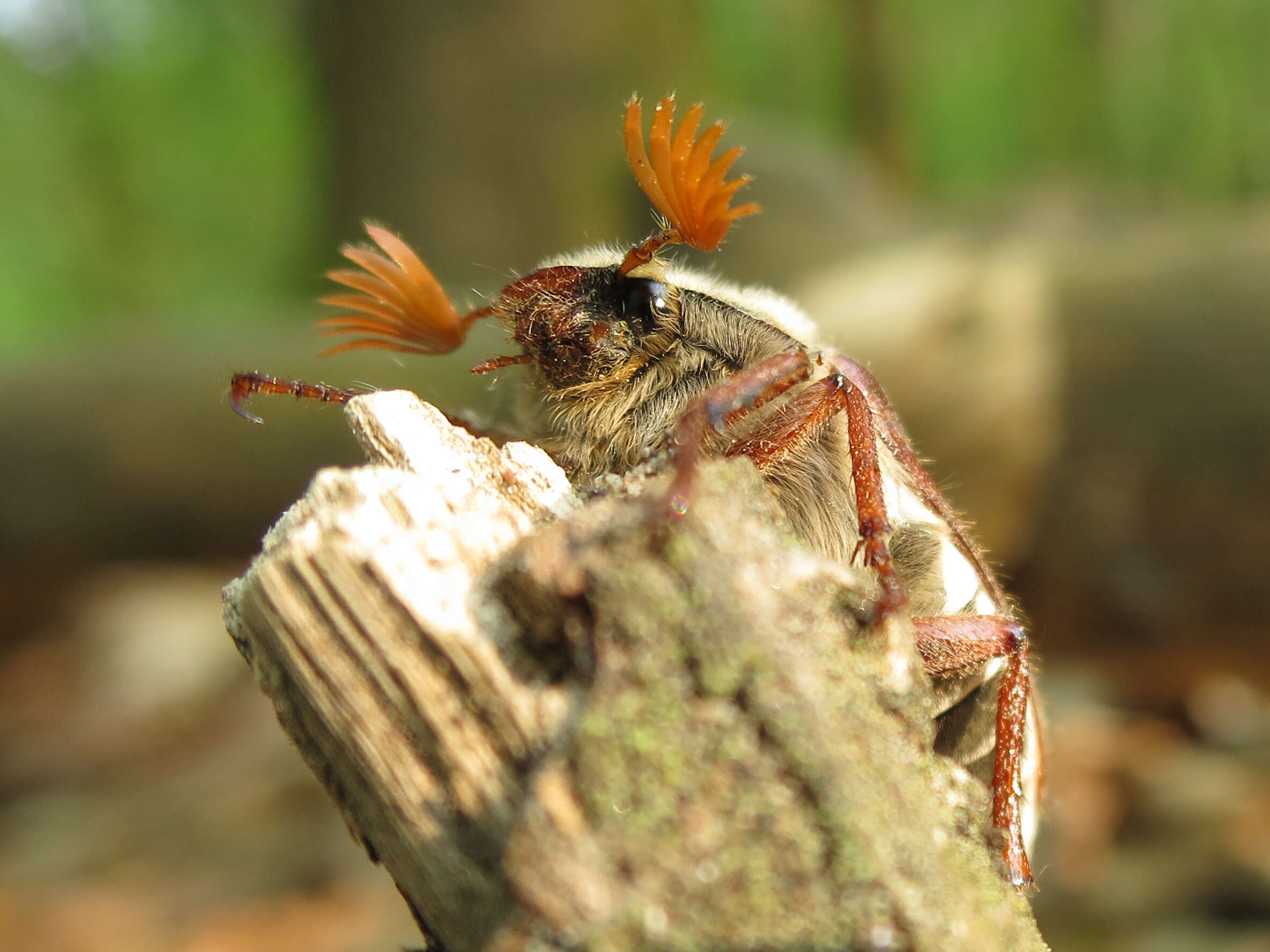 Image of Common cockchafer