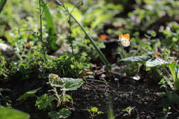 Image of orange tip