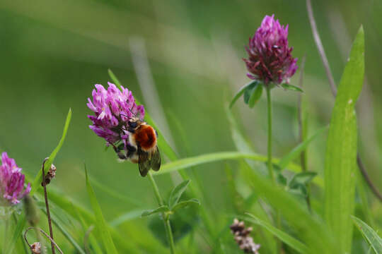 Image of Bombus muscorum (Linnaeus 1758)