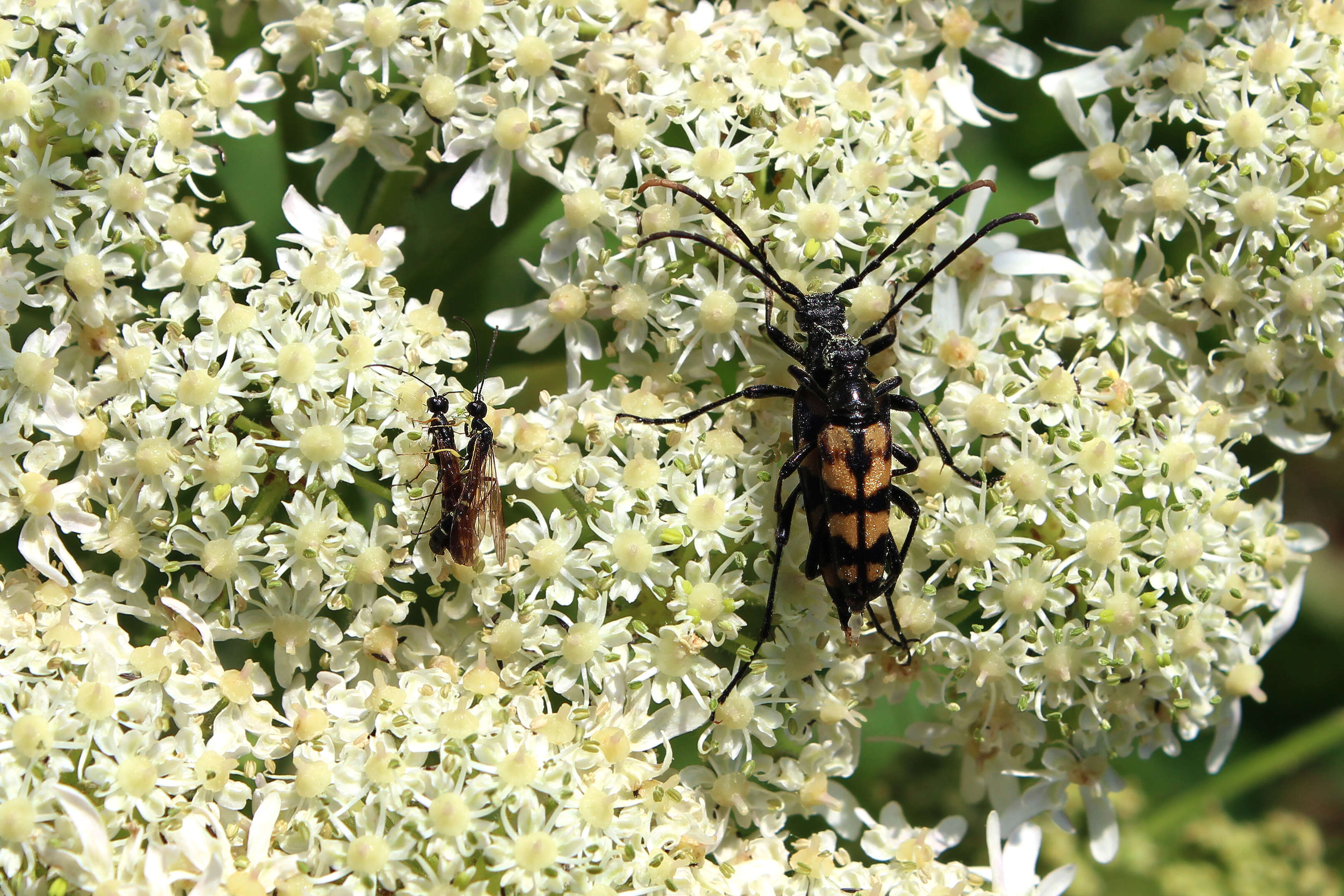 Image of Leptura quadrifasciata Linné 1758