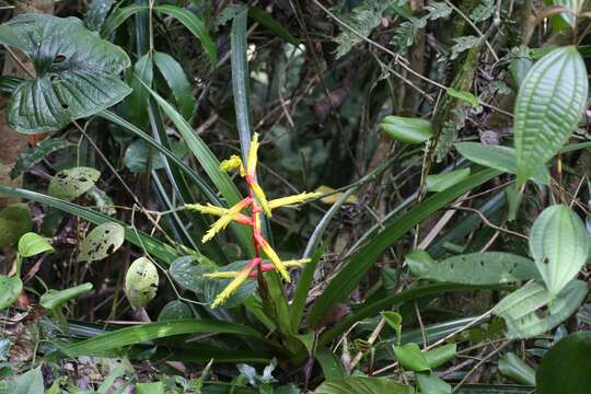 Слика од Guzmania xanthobractea Gilmartin