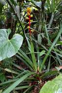 Image of Guzmania weberbaueri Mez