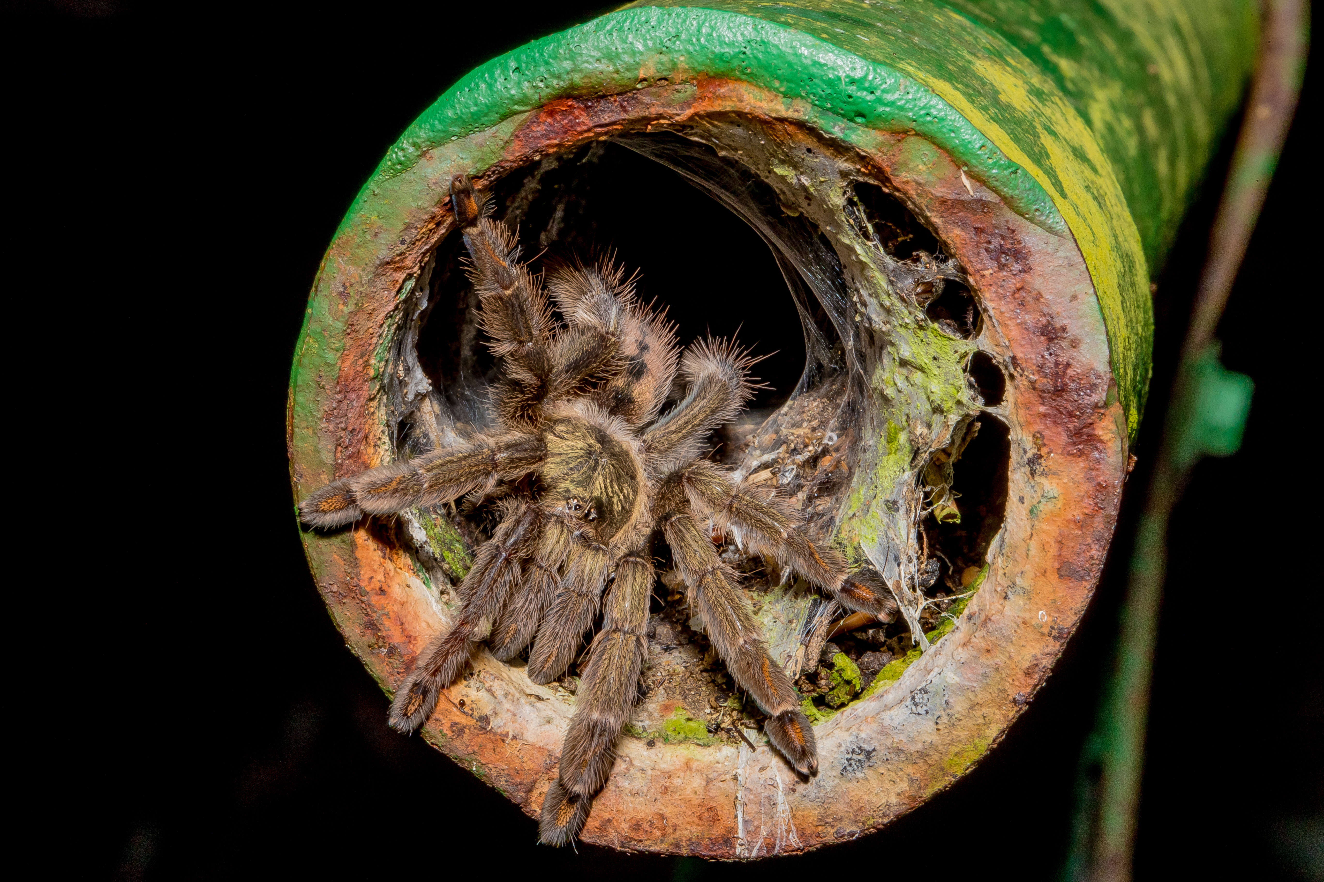 Image of Trinidad Chevron Tarantula