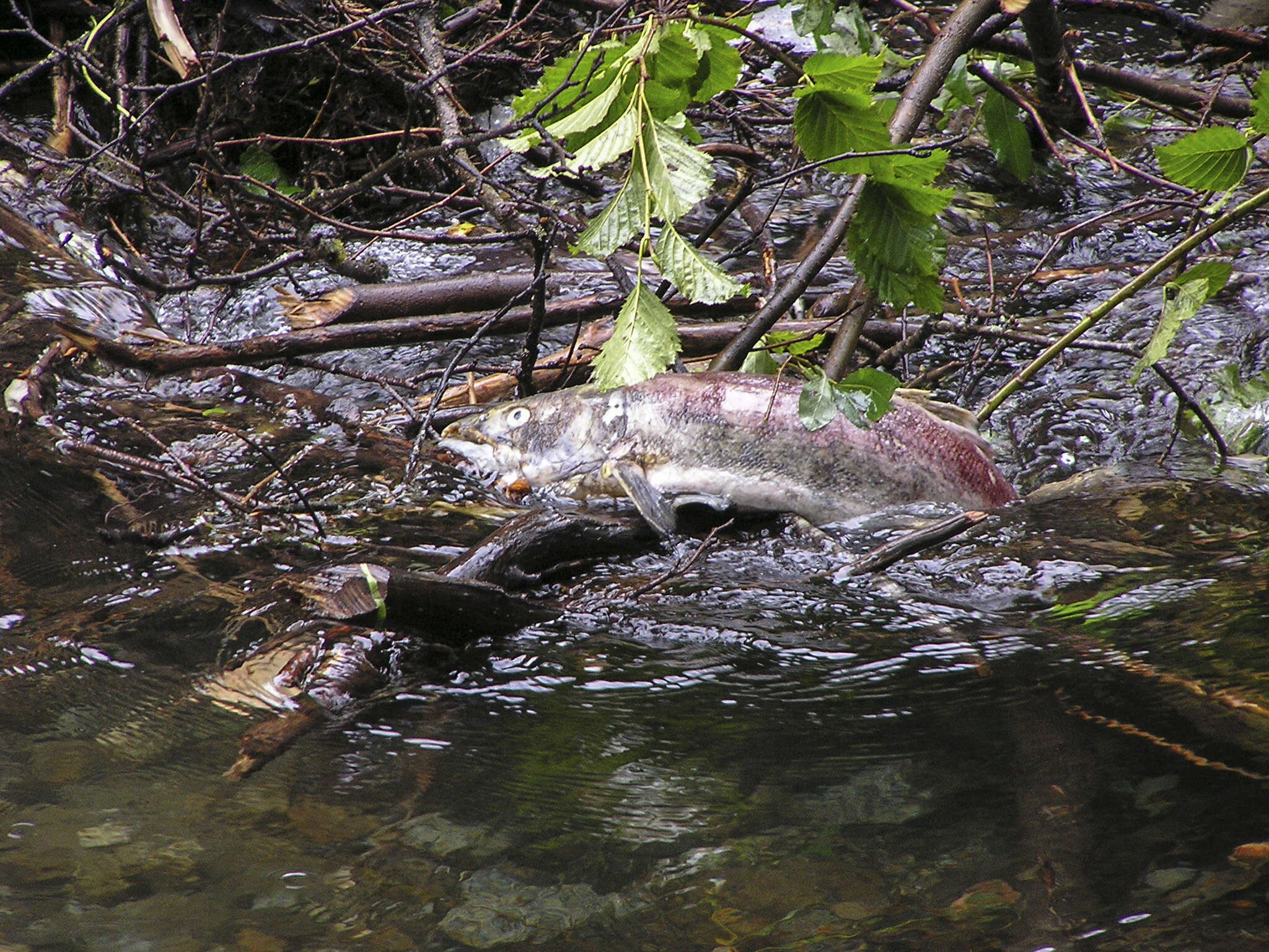 Image of Sockey Salmon