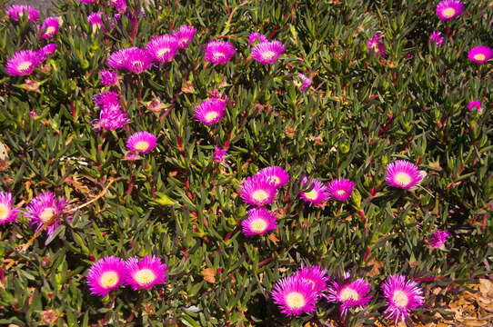 Image of Pigface