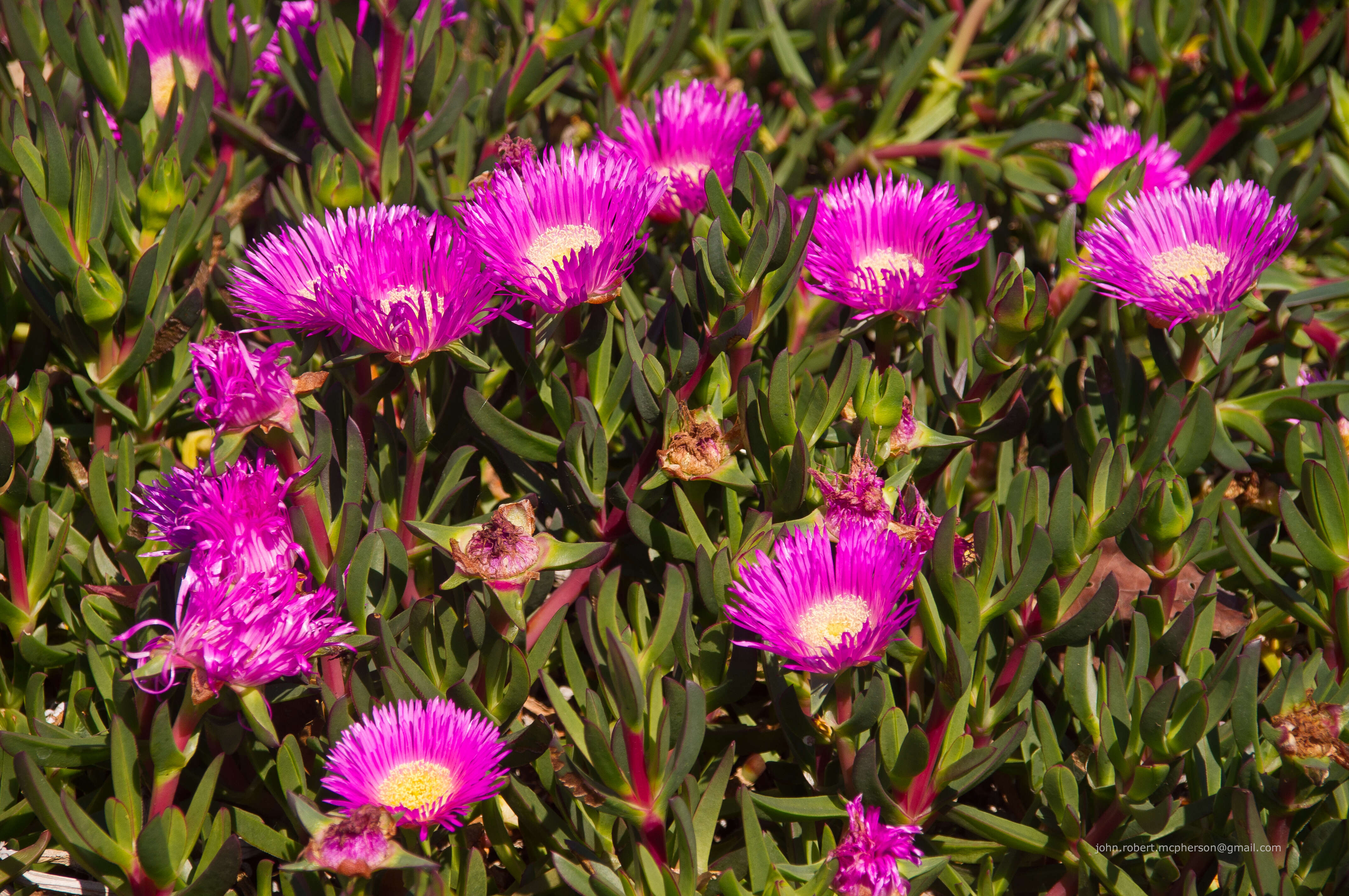 Image of Pigface