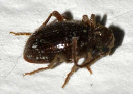 Image of common spider beetle