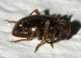 Image of common spider beetle