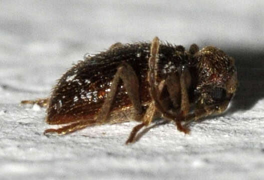 Image of common spider beetle