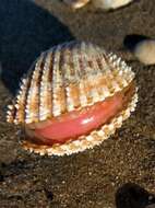 Image of European prickly cockle